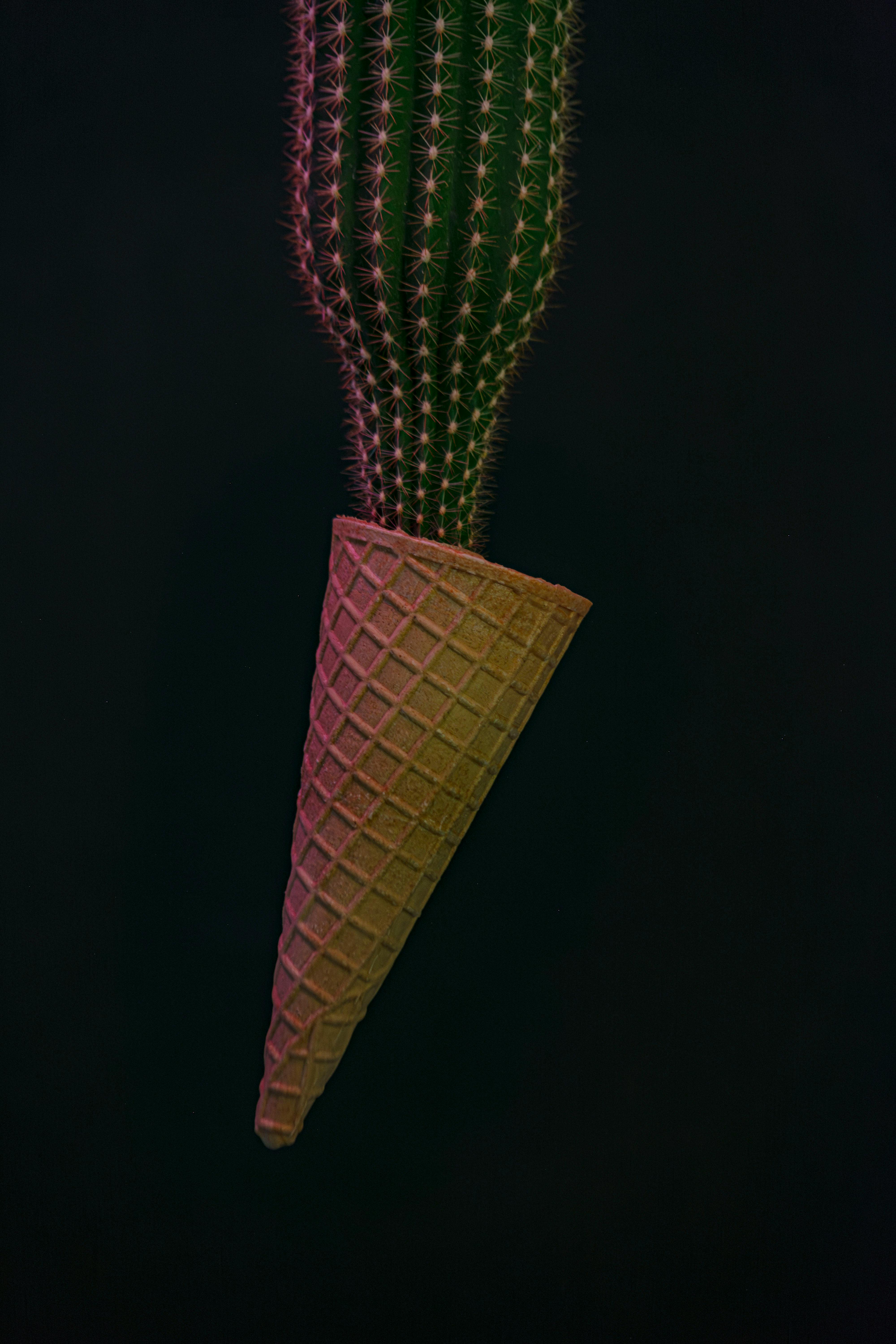 無料 アートインスタレーション, アイスクリームコーン, グリーンプラントの無料の写真素材 写真素材