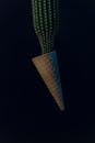 Cactus in Ice Cream Cone