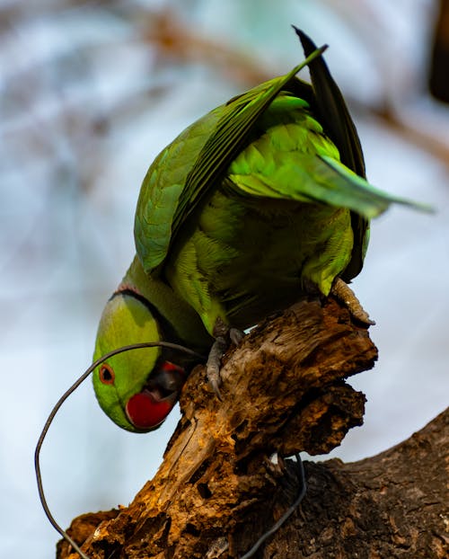 Parakeet Parrot
