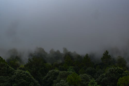 Dark Weather Forest