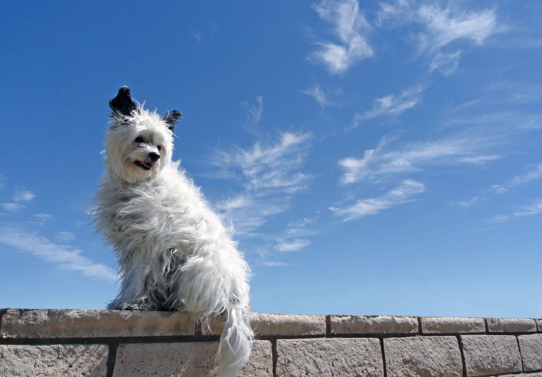 A Dog Sitting Outdoors · Free Stock Photo