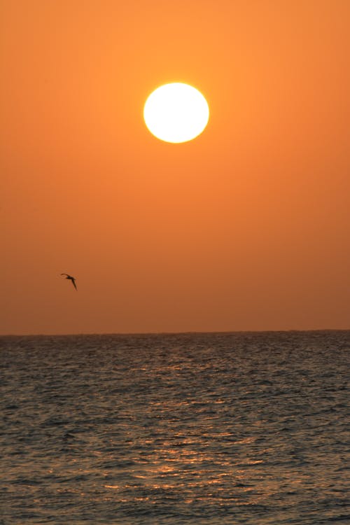 Photos gratuites de atardecer, caraïbes, ciel