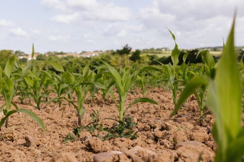 Free Young corn plants emerging from soil under a bright sky in a rural field. Stock Photo