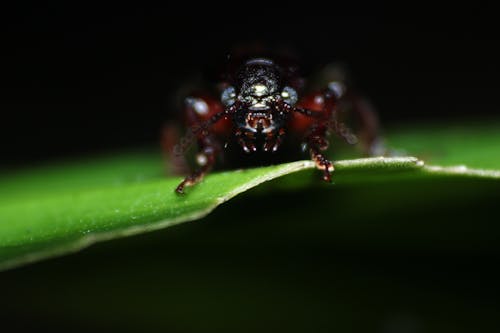 Fotos de stock gratuitas de animal, galaxia, insecto