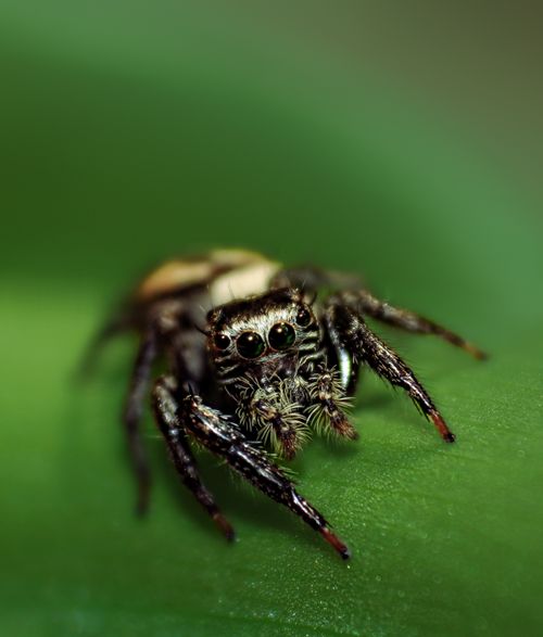 Free Macro shot of a jumping spider on a green leaf, showcasing its detailed features and natural habitat. Stock Photo