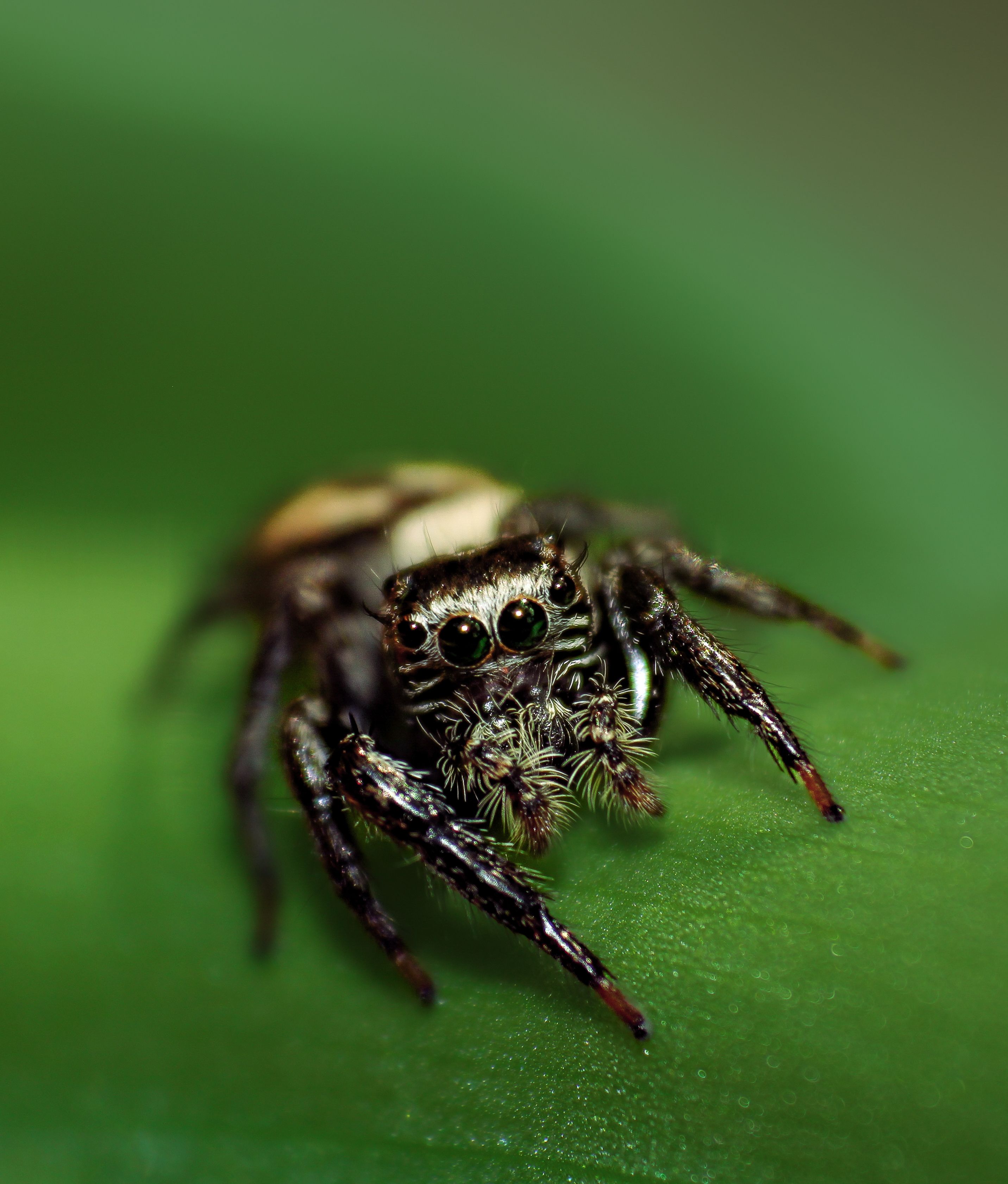 Spider · Free Stock Photo