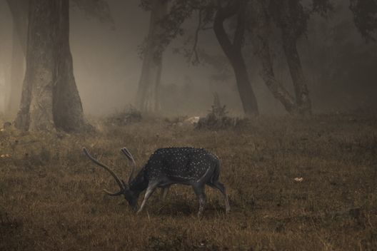 Mudumalai