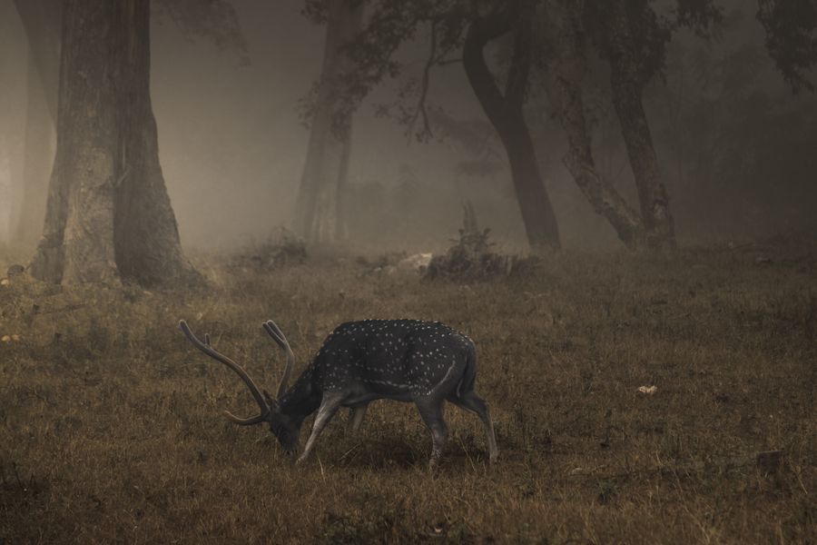 Mudumalai National Park photo 2