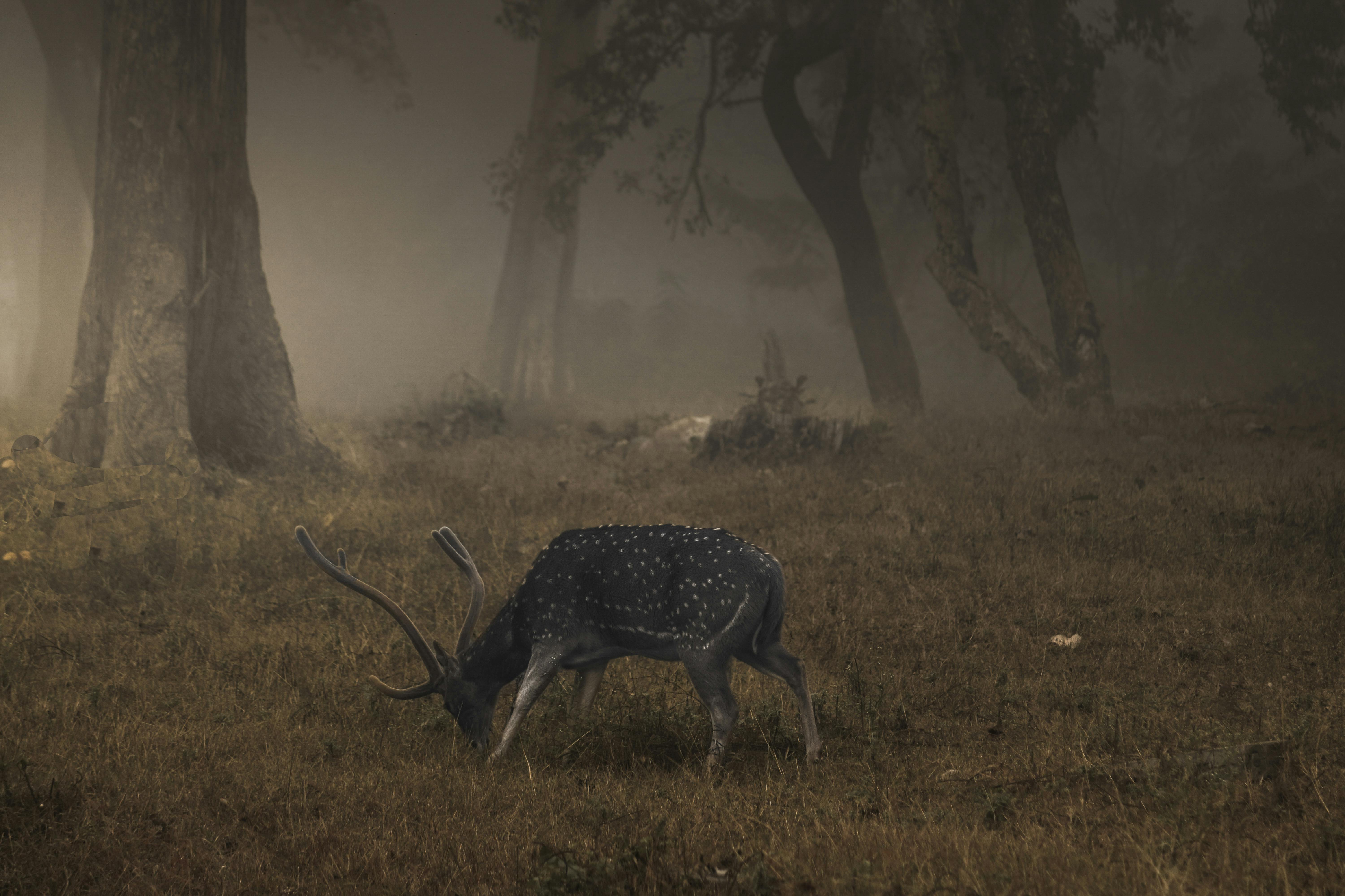 grátis Foto profissional grátis de alvorecer, ambiente natural, animais selvagens Foto profissional