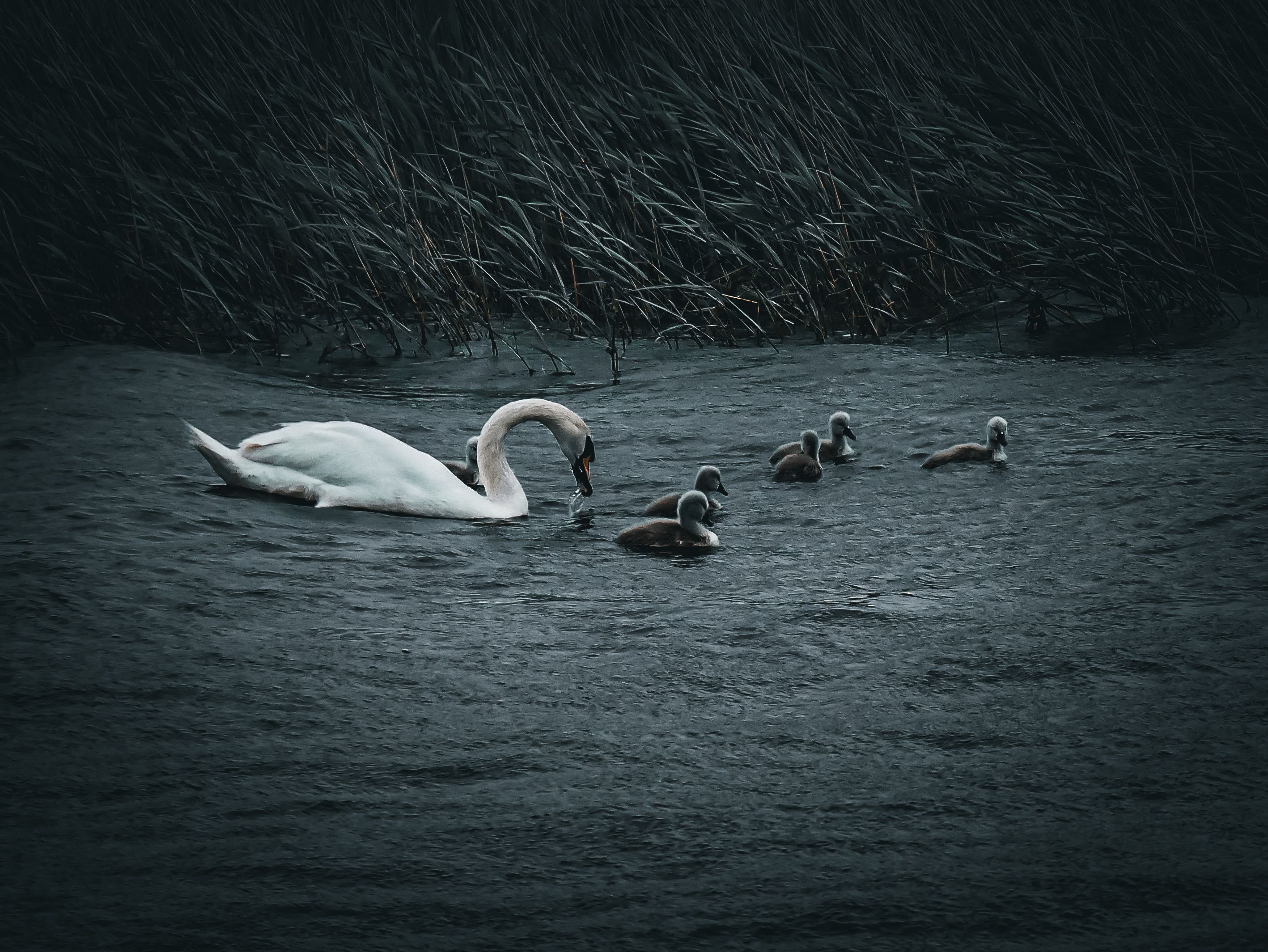 A graceful swan and its cygnets swim peacefully on a tranquil lake in Ireland.