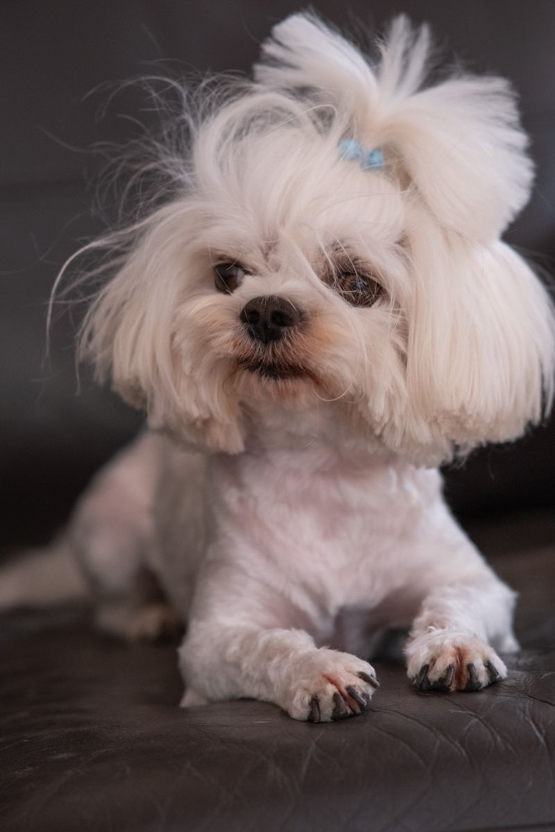 Murphy - photo 1