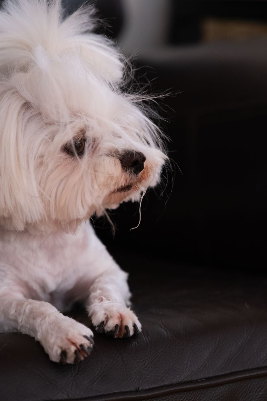 Bichon maltais détendu sur un canapé dans un intérieur calme