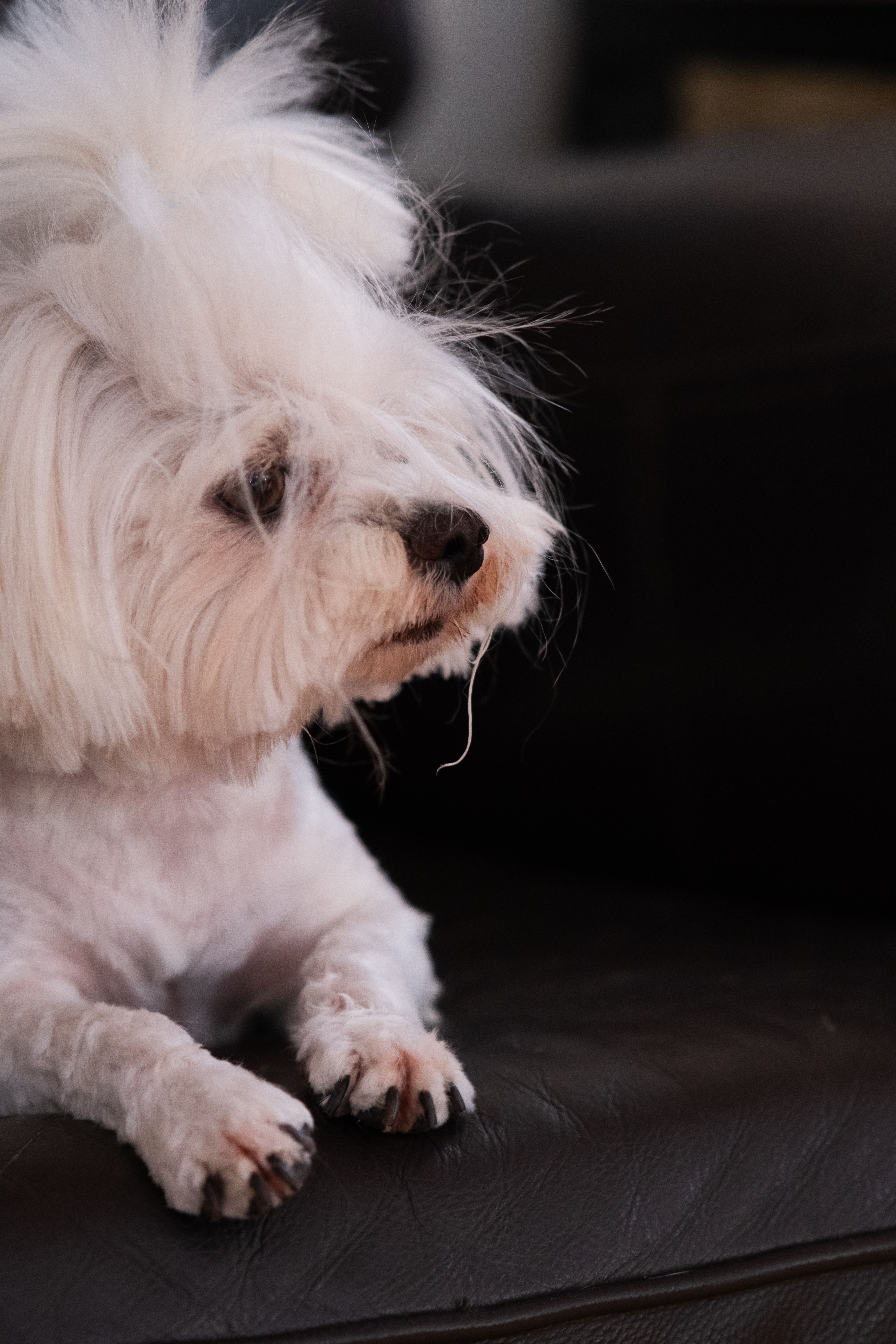 Köpeğiniz Boğuluyor Gibi Ses mi Çıkarıyor? Ters Hapşırma mı, Gerçek Acil mi?