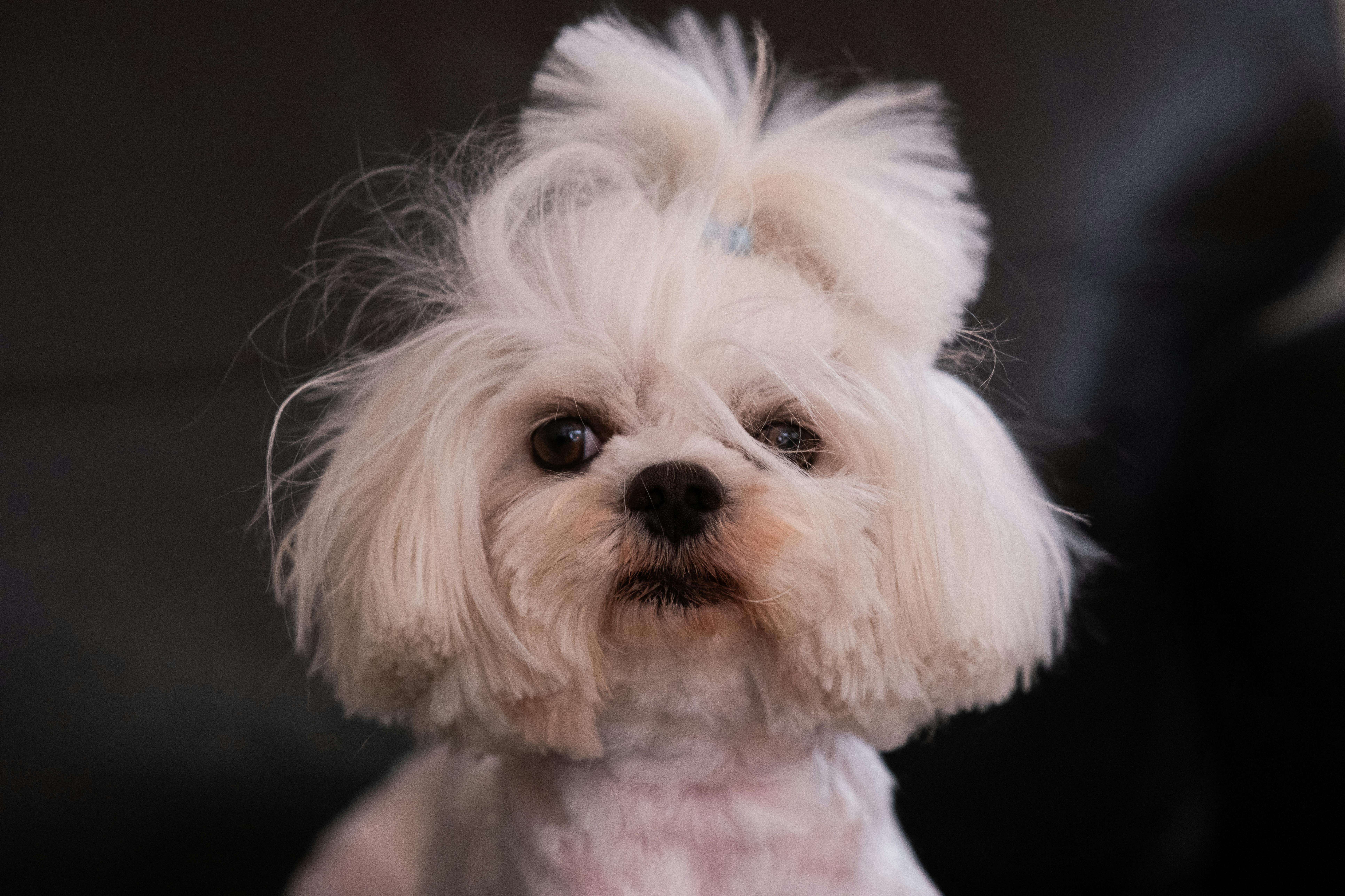 Mobile Pet S'Paw Named 2026 Consumer Choice Award Winner for Pet Grooming in Peel Region — Photo by Doğan Alpaslan  Demir on 