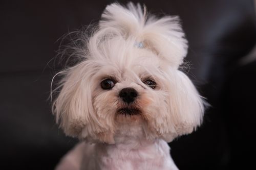 Free Close-up of a white Bichon Frise dog, highlighting its fluffy fur in an indoor environment. Stock Photo
