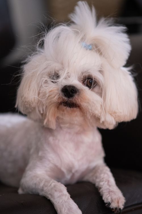 Free Adorable Bichon Frise dog lounging indoors, highlighting its fluffy groomed coat. Stock Photo