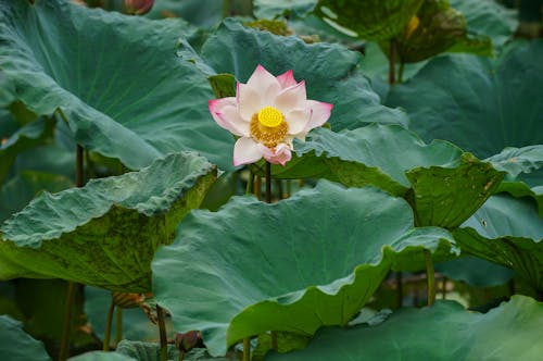 夏天, 植物的, 植物群 的 免費圖庫相片