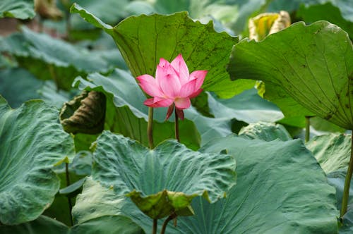 nelumbo nucifera, 增長, 天性 的 免費圖庫相片