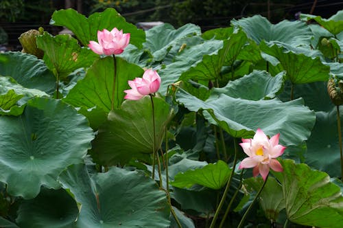 nelumbo nucifera, 增長, 天性 的 免費圖庫相片