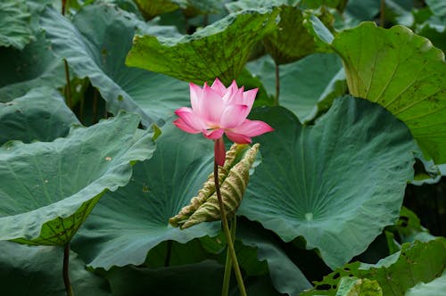 nelumbo nucifera, 增長, 天性 的 免費圖庫相片