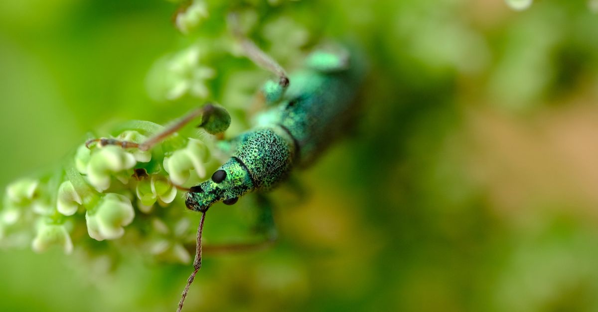 Weabel Insect Silver-green Leaf Weevil Insect · Free Stock Photo