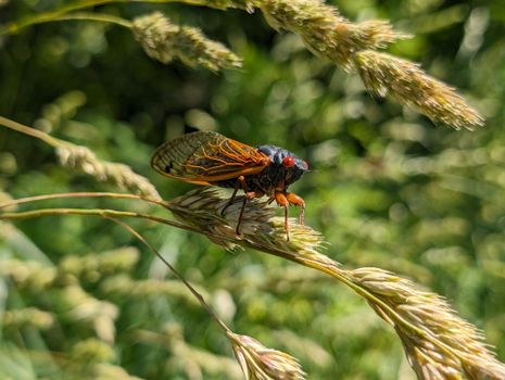 Detailed close-up of a cicada on grass, showcasing its intricate wings and vibrant colors.