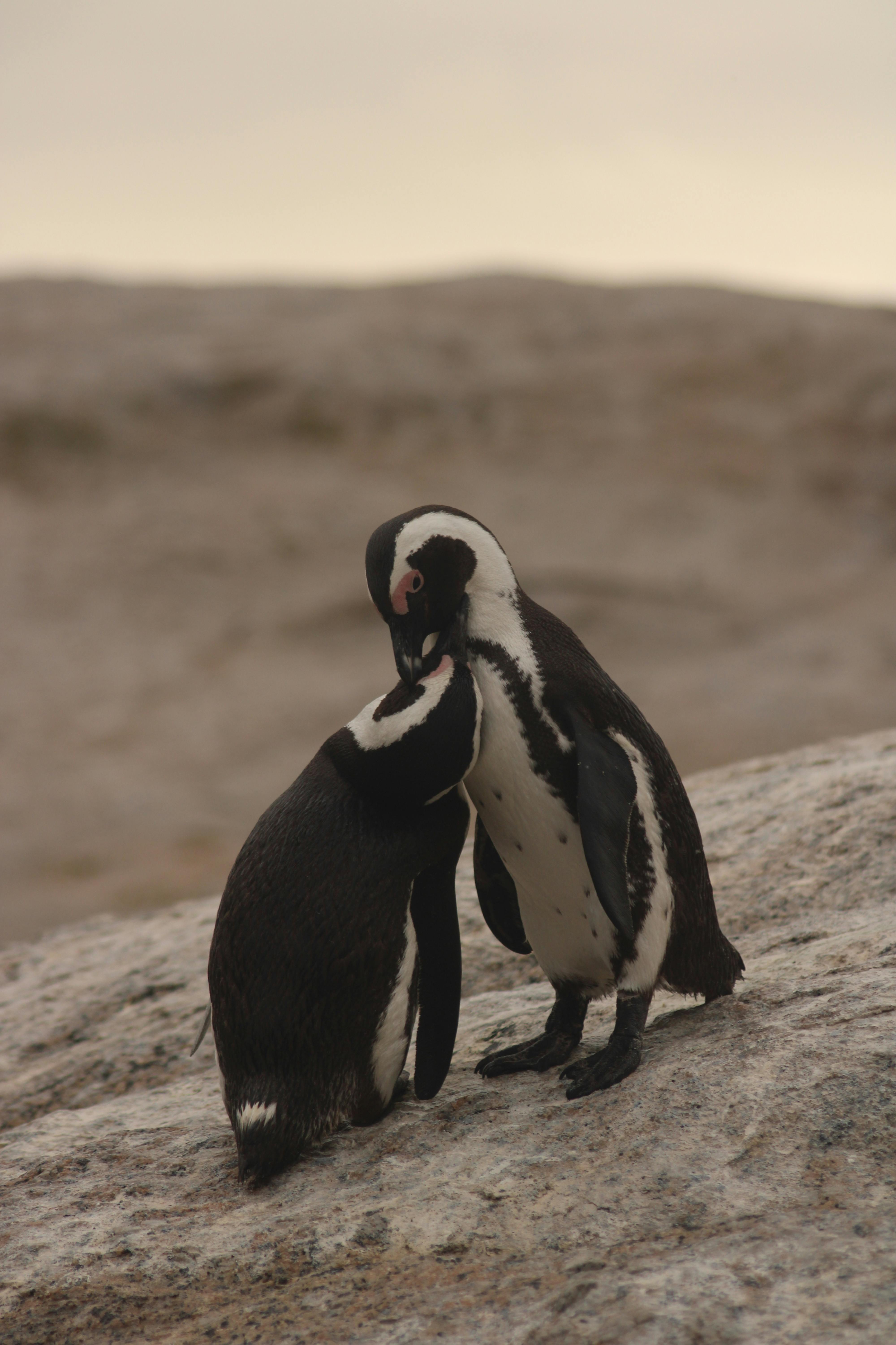 Two African penguins on rocks at Boulders Beach, Cape Town, showcasing wildlife interaction.