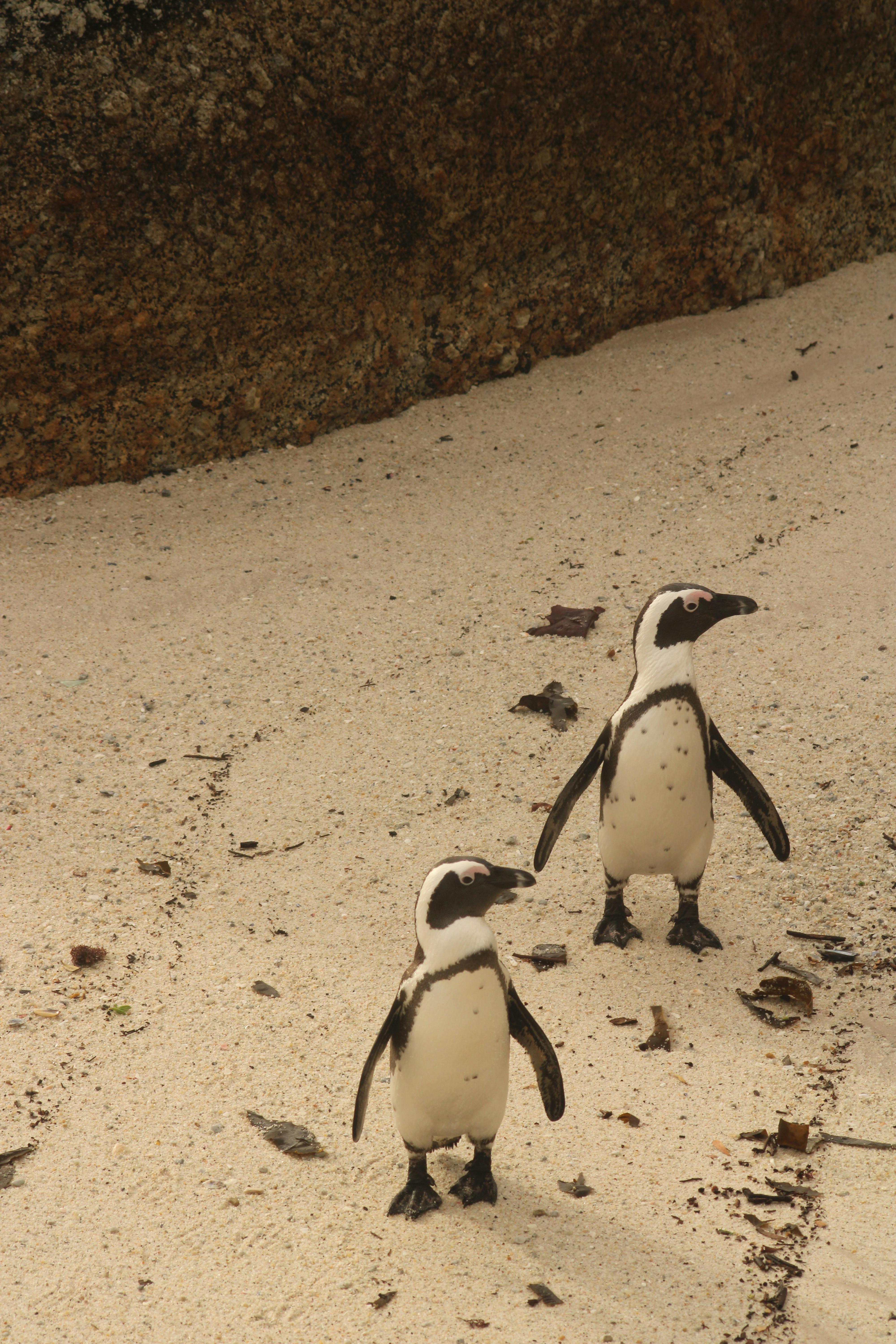 Two African penguins walk along a sandy beach in Cape Town, South Africa.