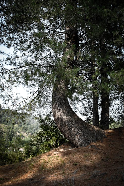 ネイチャー, 写真撮影, 木の無料の写真素材