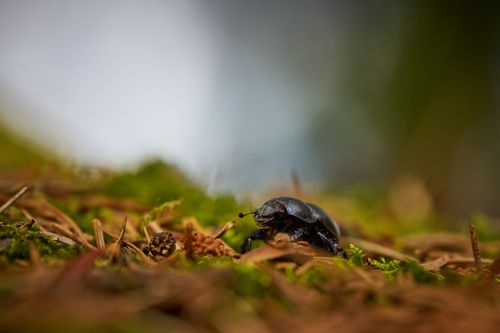 Free Macro shot of a beetle on a moss-covered forest floor, showcasing nature's detail. Stock Photo