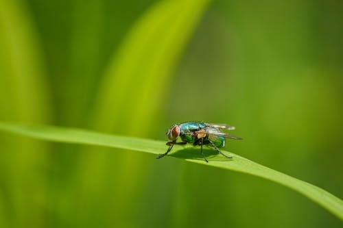 Darmowe zdjęcie z galerii z biedronka, biologia, deszcz