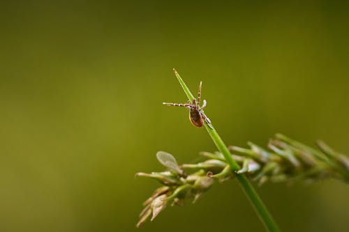 Foto profissional grátis de animais selvagens, antena, ao ar livre