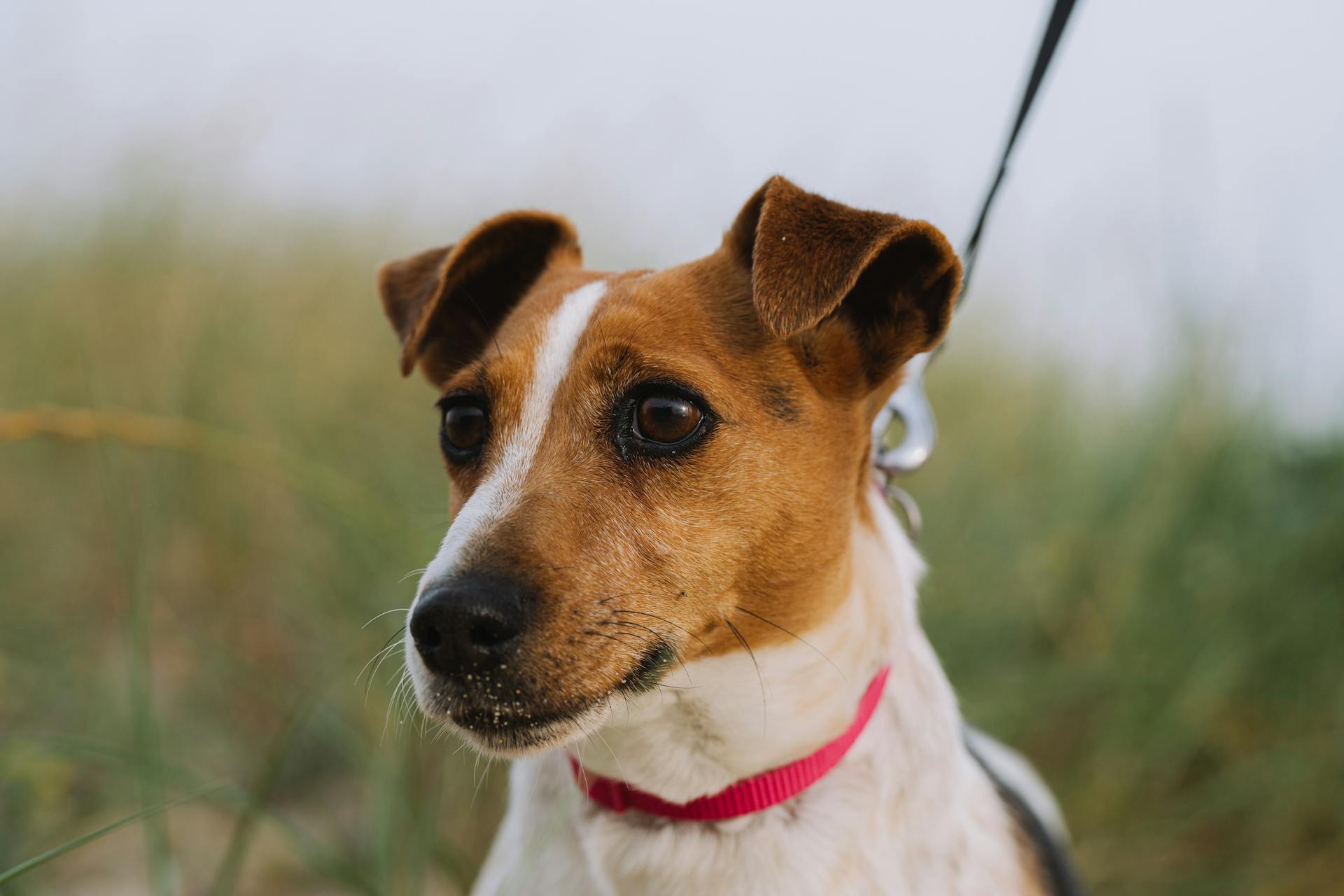 Portret van de Jack Russell Terrier