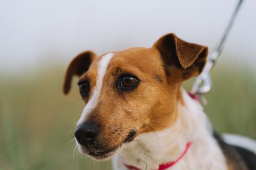 Free A close-up shot of a small dog on a leash, looking thoughtful outdoors. Stock Photo