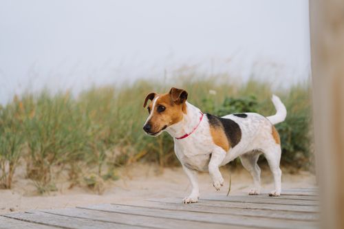 Free A beagle dog walking on a sandy beach boardwalk with grass and a clear sky. Stock Photo