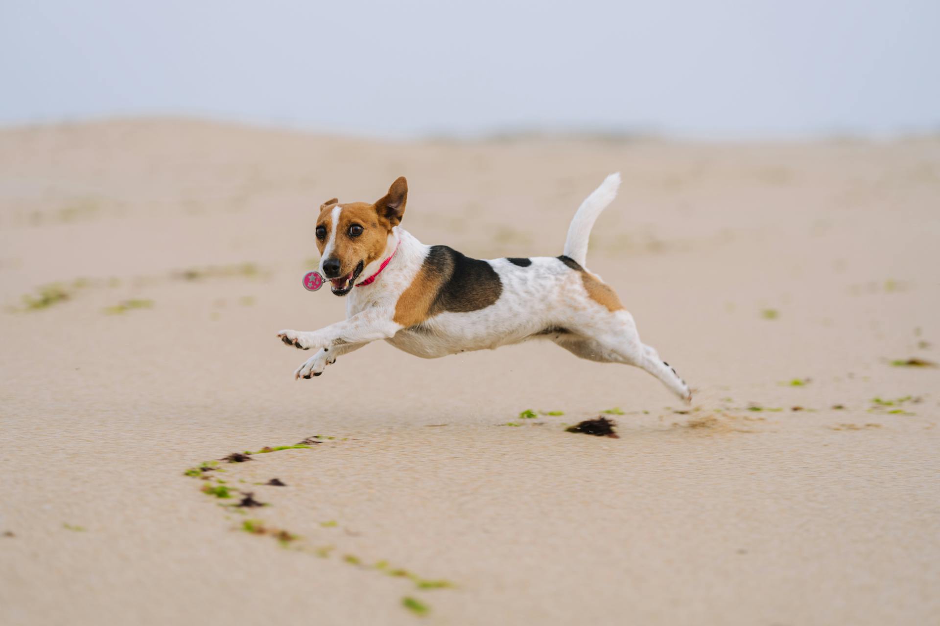 Beagle Running on a Beach