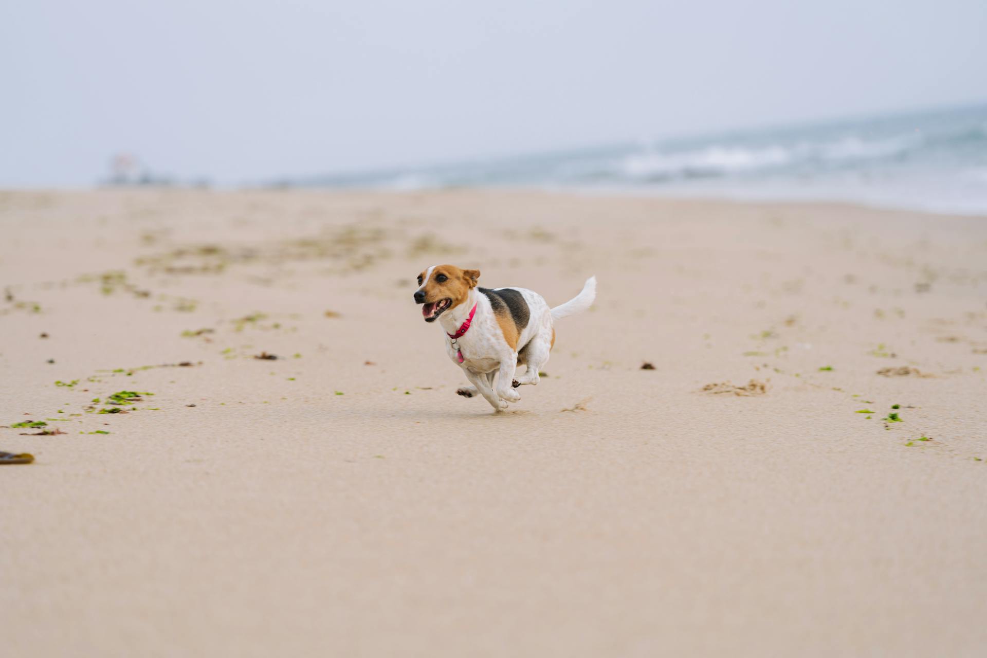 Beaglen springer på en strand