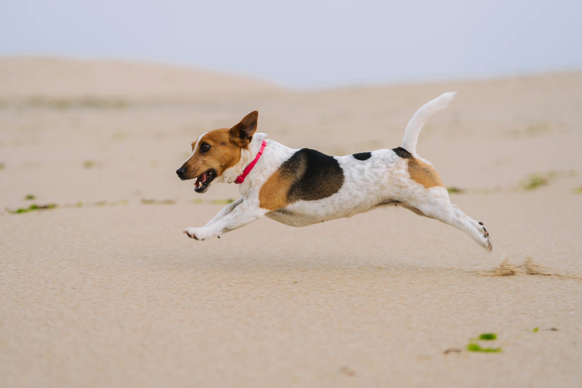 Jack Russell Terrier Running on Beach