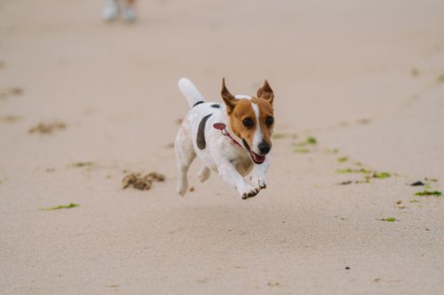 Free Energetic Jack Russell Terrier running joyfully on a sandy beach with a blurred background. Stock Photo