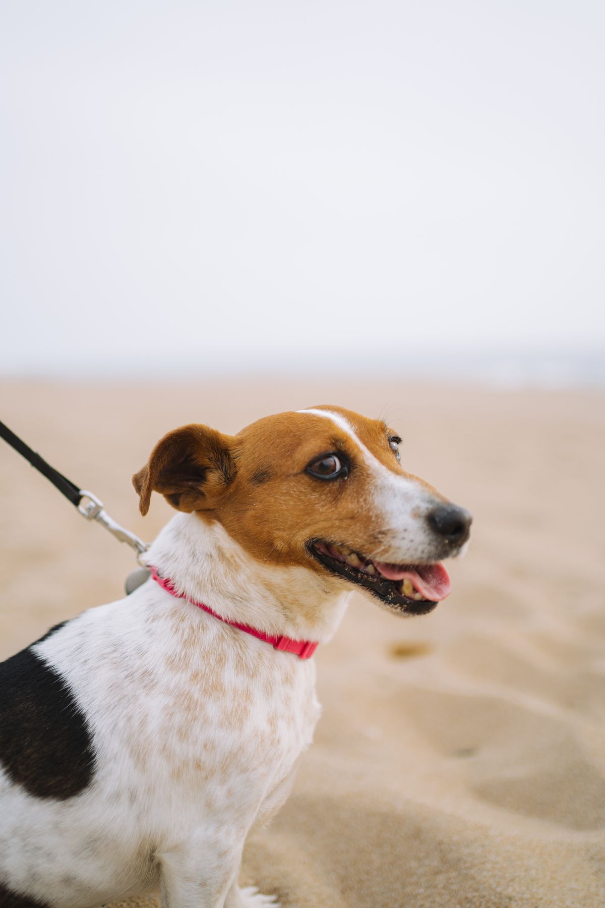 Real dog wearing a collar during an outdoor walk