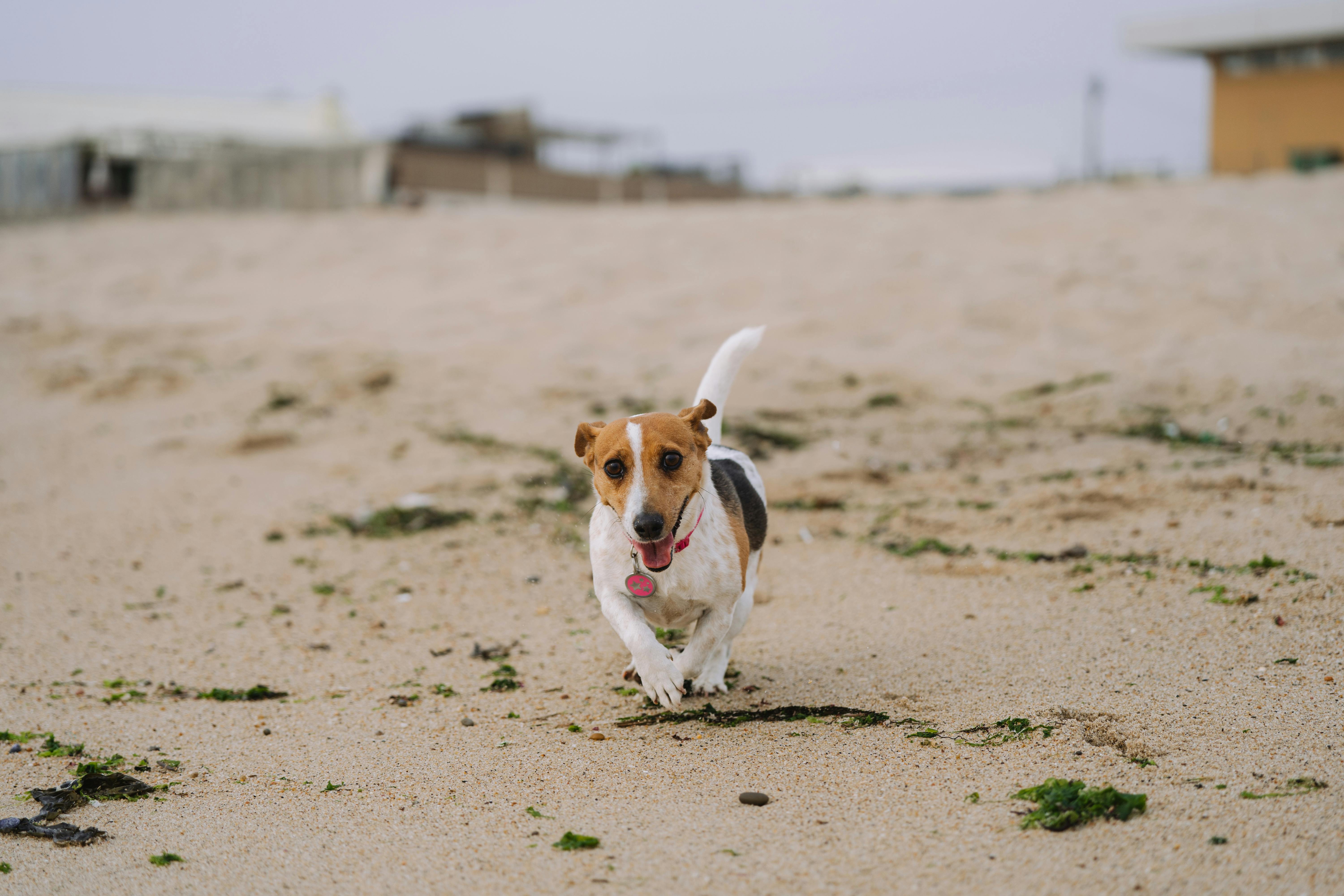 Jack Russell Terrier Running on Beach