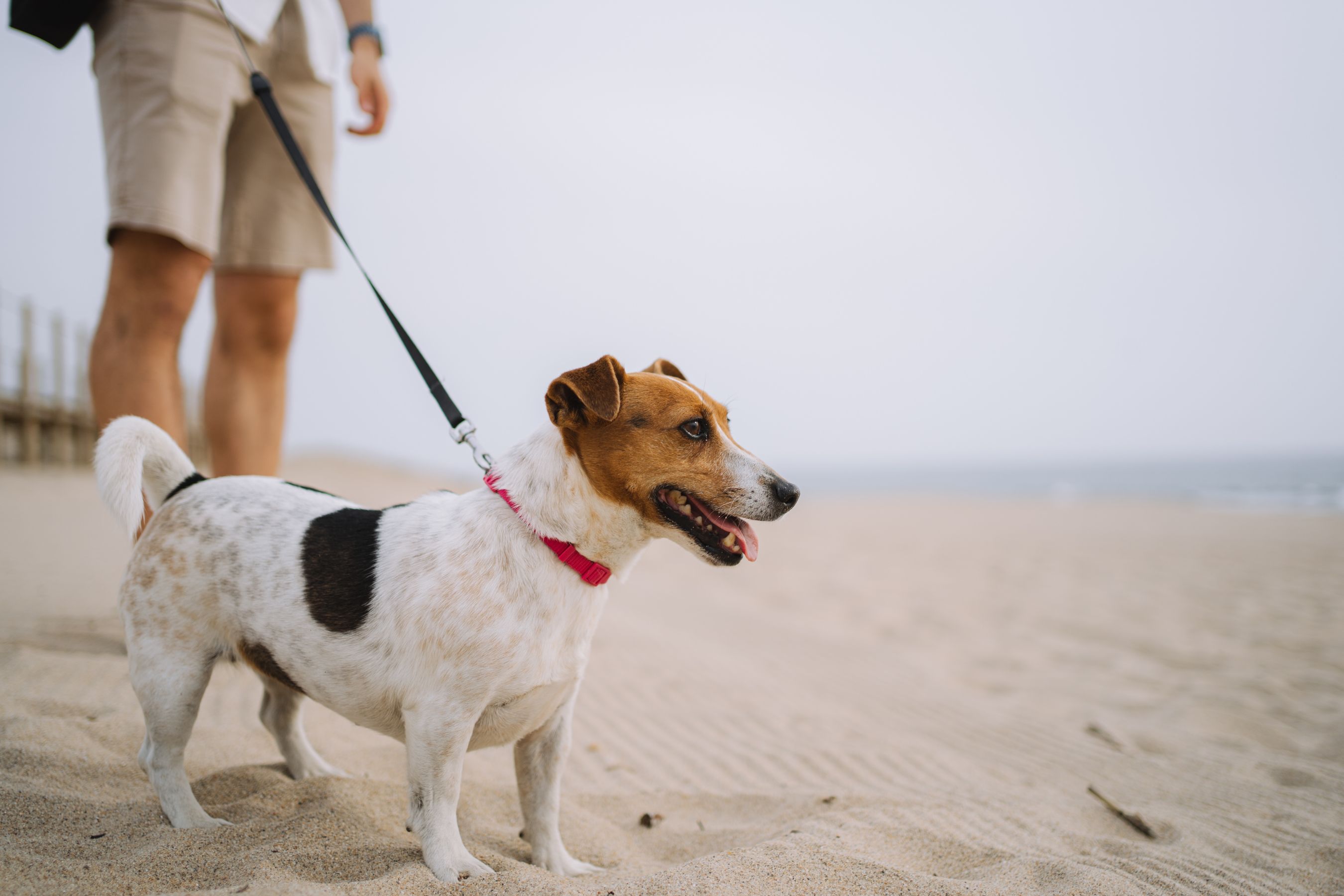 Opiekun z beaglem na szerokiej plaży