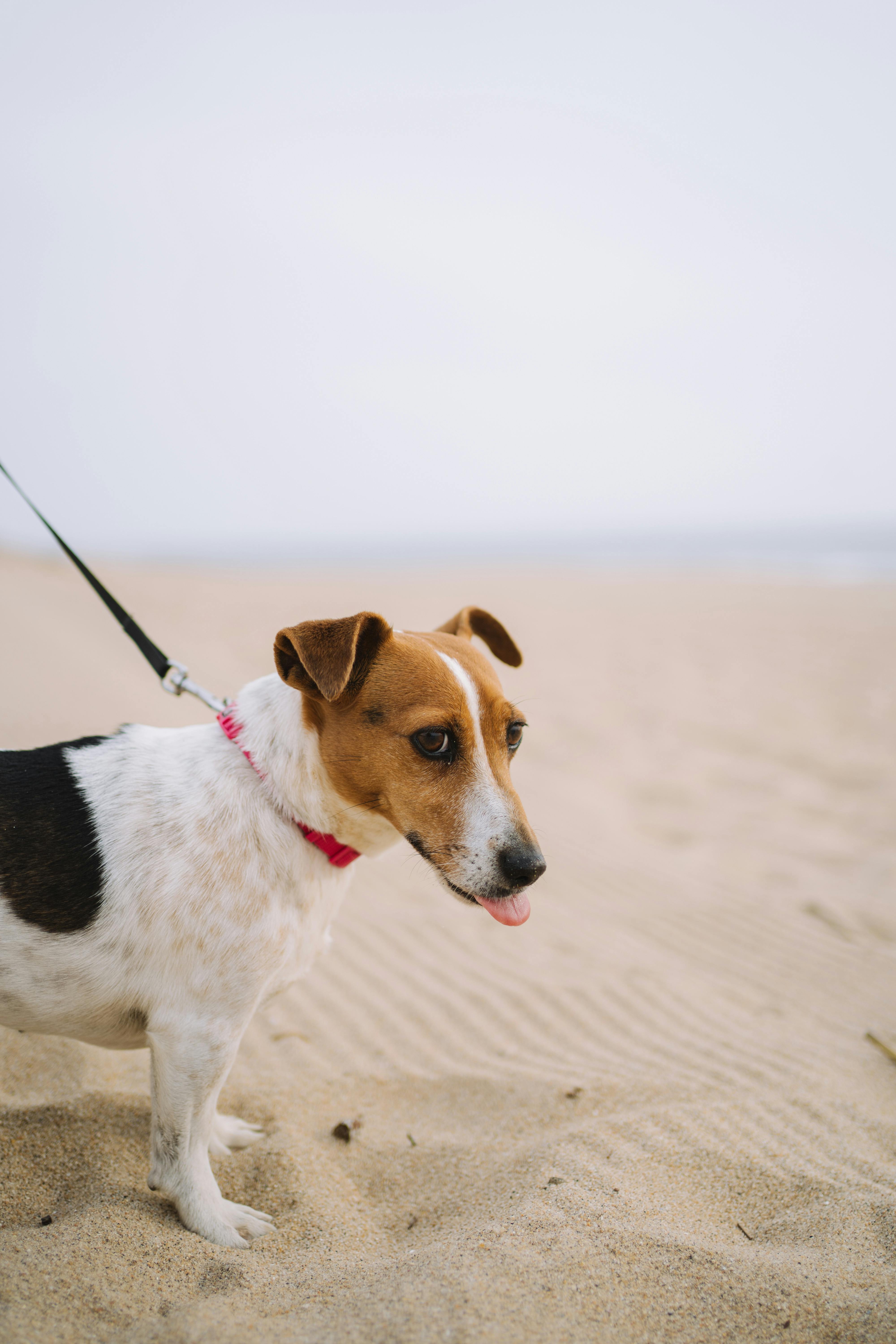 Adorable Jack Russell Terrier sticking its tongue out while walking on a sandy beach.