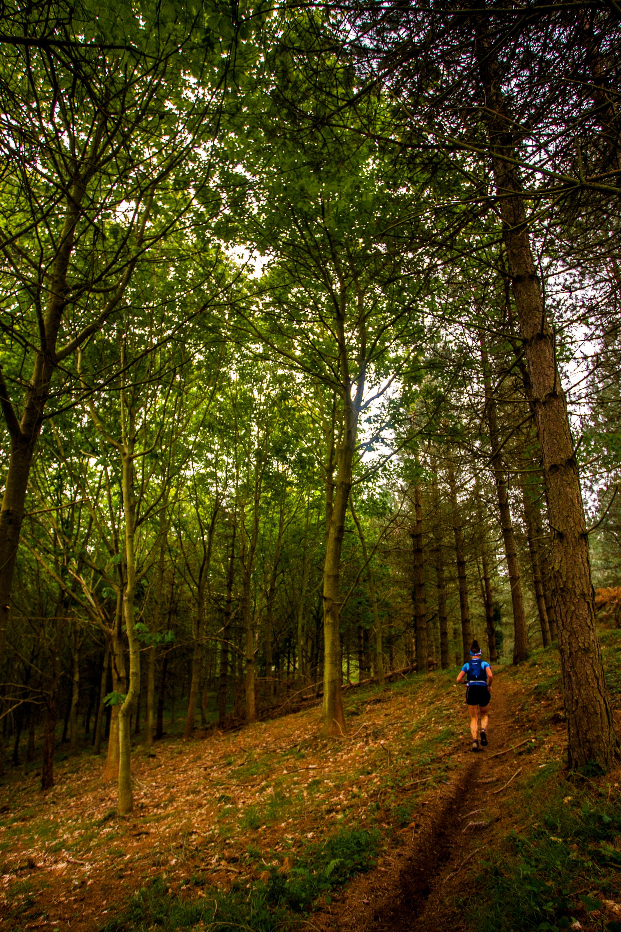 Back View of a Person Walking in the Forest · Free Stock Photo