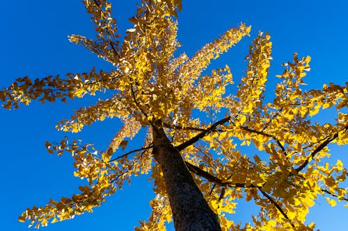 Бесплатное стоковое фото с ветвь, голубое небо, дерево