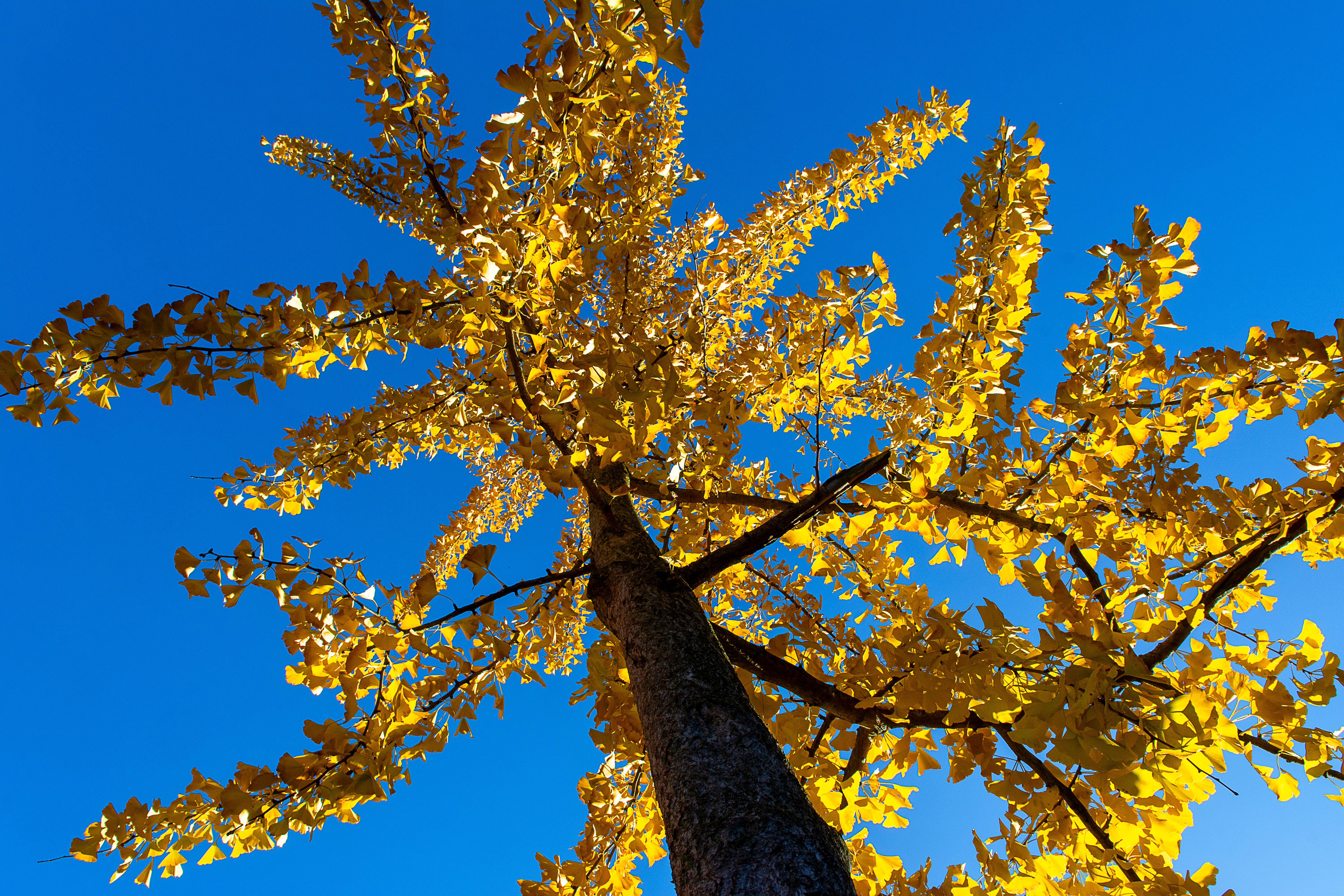 Low Angle Shot of a Tree with Yellow Leaves · Free Stock Photo