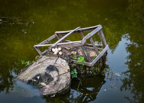 คลังภาพถ่ายฟรี ของ ทำให้น่ากิน, พักผ่อน, อาหาร