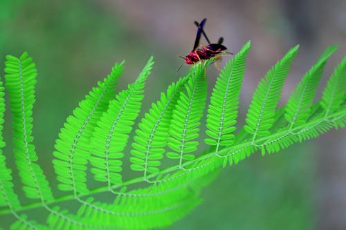 Free stock photo of botanic, environment, insect