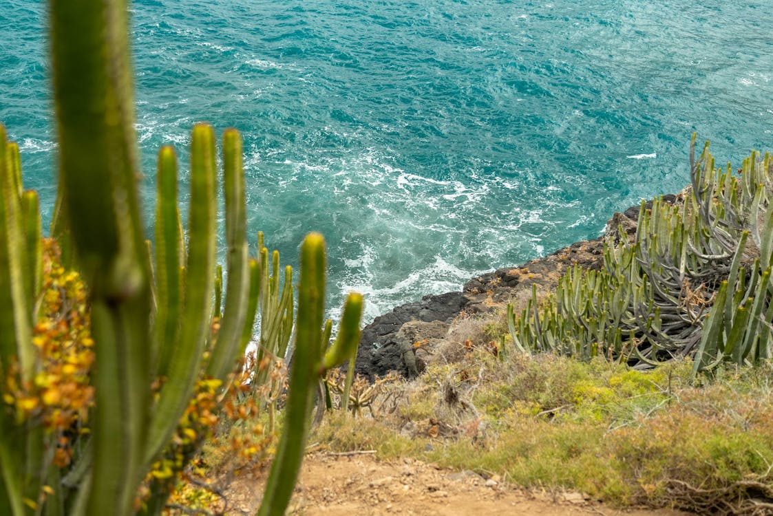 Fotos de stock gratuitas de agave, agua, al aire libre