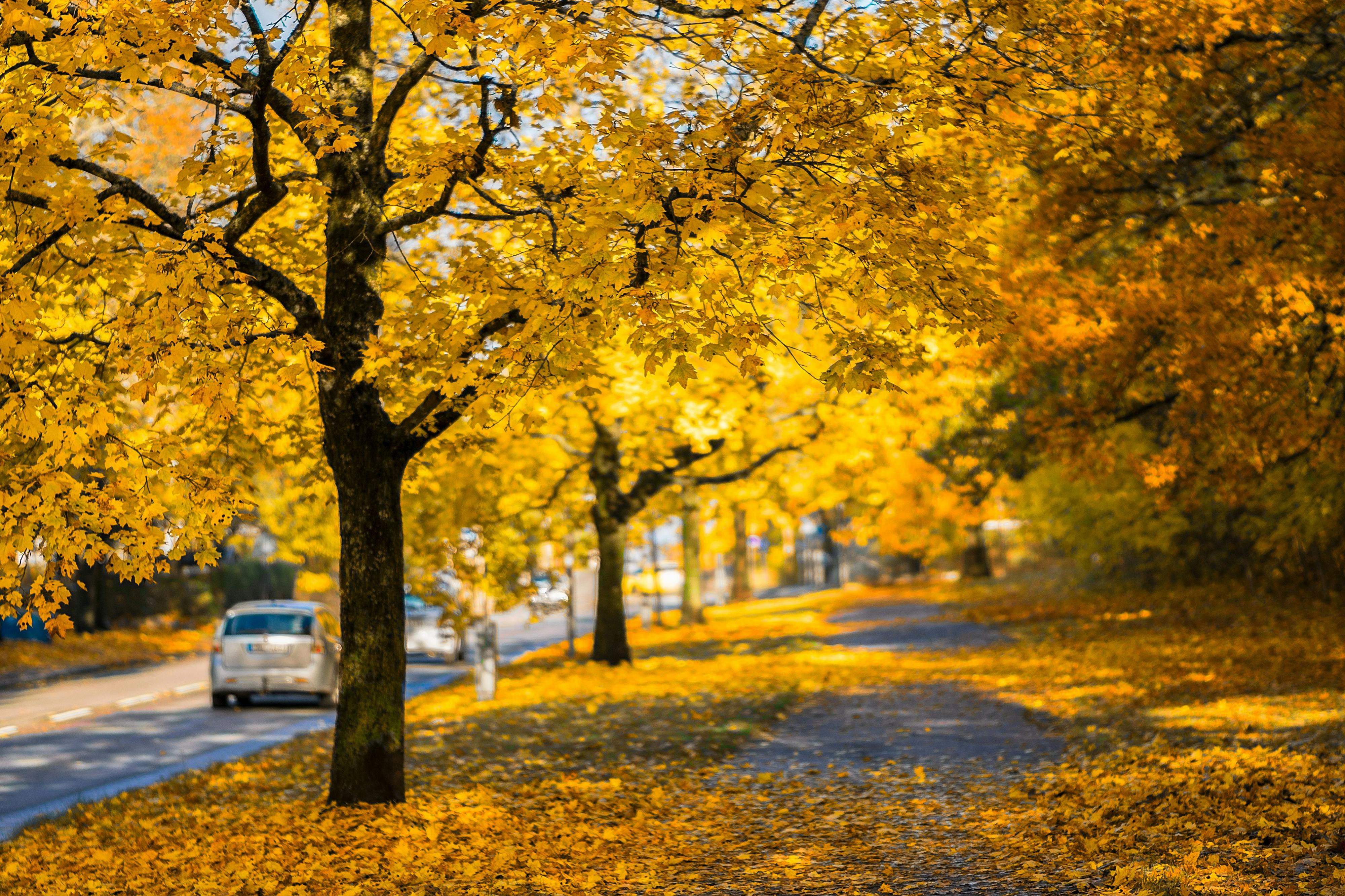yellow leaf tree beside roadway